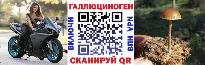 Купить где  Унеча  Псилоцибиновые грибы Psilocybine cubensis 